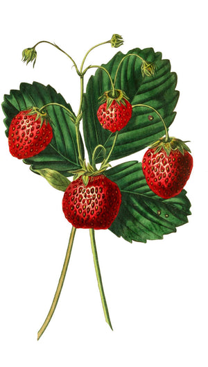 Fruit Beers, Caveat Emptor