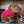 Load image into Gallery viewer, Capy Plushie