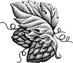 Fresh Hops – The Last True Seasonal