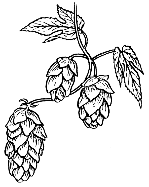 Terroir in Beer, Part 3