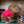 Load image into Gallery viewer, Capy Plushie
